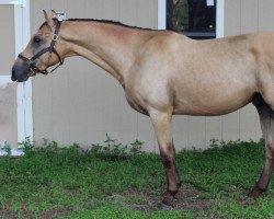 broodmare Cappuccino Express xx (Thoroughbred, 2015, from Flammabull xx)