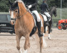 dressage horse Anton 843 (Haflinger, 2012, from Amant)