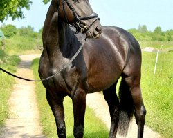 dressage horse Vivat Filius (Oldenburg, 2020, from Vivat Rex)