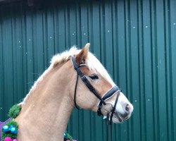 dressage horse Zeus B (Hanoverian, 2015, from Zack)