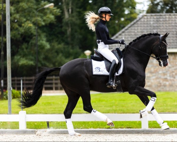stallion Kaiman (Royal Warmblood Studbook of the Netherlands (KWPN), 2015, from Dark Pleasure)