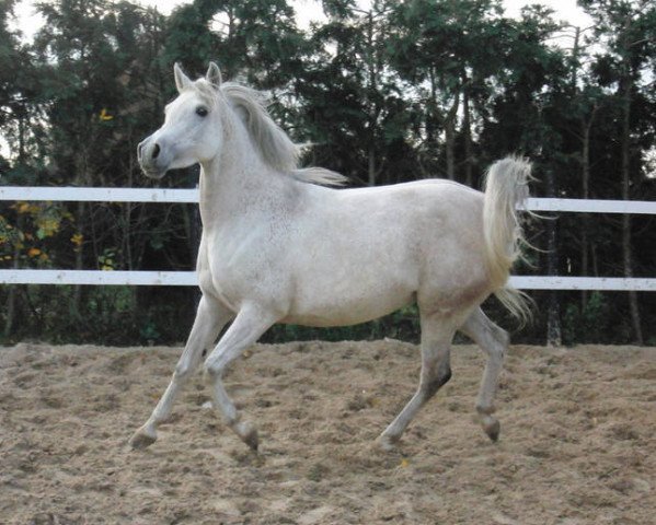 broodmare Nadira Ja (Arabian thoroughbred, 2005, from Xetran ox)