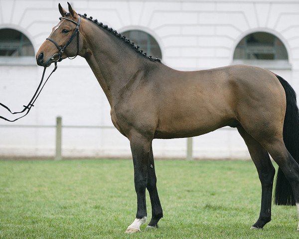 stallion Sandmann (Mecklenburg, 2002, from Sandro Star)