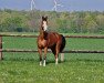 jumper Karuso 53 (German Sport Horse, 2011, from Kaiserwind)