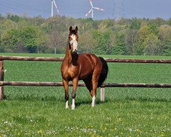 Springpferd Karuso 53 (Deutsches Sportpferd, 2011, von Kaiserwind)