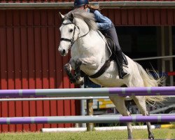 Springpferd Woodville 4 (Irish Sport Horse, 2014)