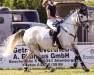 Springpferd Woodville 4 (Irish Sport Horse, 2014)