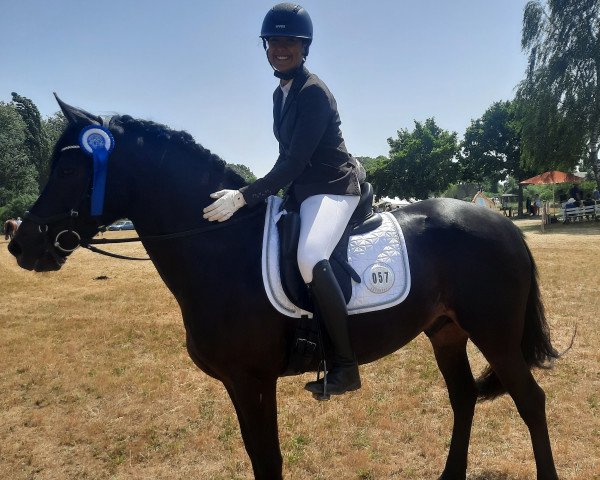 horse Brandy Bumblebee (Little German Riding Horse, 2016, from Uckermärker)