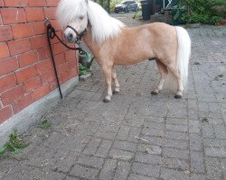 stallion Dwicht v. Davenhof (Shetland pony (under 87 cm), 2010, from Kerswell Cloud)