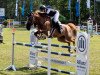 jumper Cordato 3 (Oldenburg show jumper, 2014, from Clueso 5)