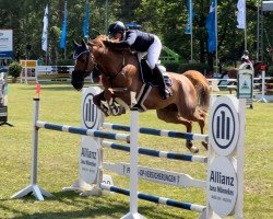 jumper Cordato 3 (Oldenburg show jumper, 2014, from Clueso 5)