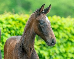 Springpferd Crackling Fire (Hannoveraner, 2023, von Classico's Champion)