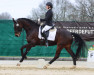 dressage horse Don Lemar (German Sport Horse, 2018, from Don Royal)