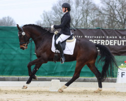 Dressurpferd Don Lemar (Deutsches Sportpferd, 2018, von Don Royal)