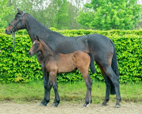 broodmare Finess (Oldenburg, 2013, from For Contest)