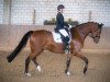 dressage horse Le Petit Charmeur R (Westphalian, 2017, from Levisonn 208 FIN)