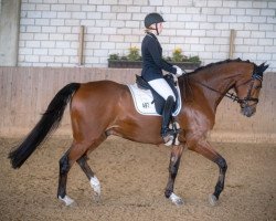 dressage horse Le Petit Charmeur R (Westphalian, 2017, from Levisonn 208 FIN)