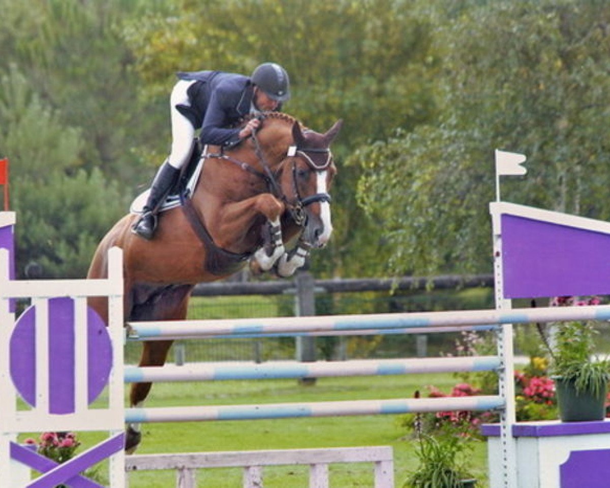 stallion Major d'Olbiche (Selle Français, 2000, from Le Tot de Semilly)