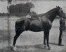 stallion Irlandes (Pura Raza Espanola (PRE), 1903, from Melena)