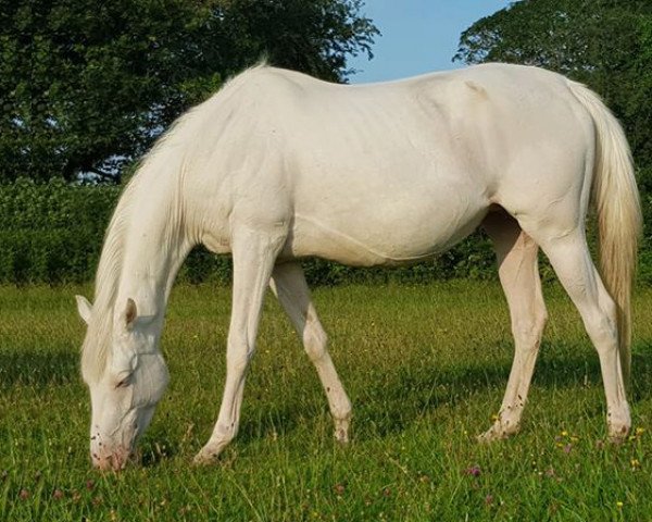 broodmare Touch of Gold xx (Thoroughbred, 2014, from White Magic xx)