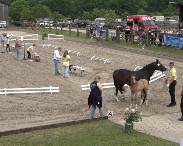 Hannoveraner Fohlenschau Hahausen u. Sichtung zum Horse24-Fohlenchampionat 2023