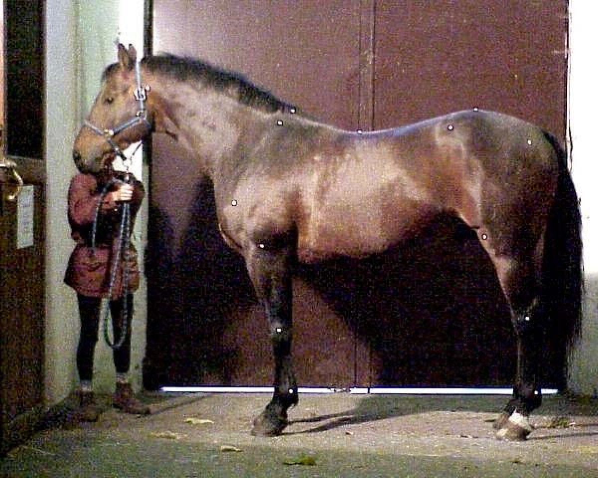 Deckhengst Fabuleux de Gamet (Selle Français, 1993, von Voltaire)