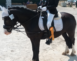 Dressurpferd Zwanehoef's Junior (Welsh Mountain Pony (Sek.A), 2015, von Caeglas Elfryn)