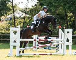 jumper Camillo 202 (German Sport Horse, 2010, from Cato)