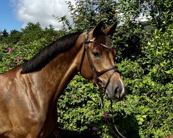 broodmare Itschuli (Holsteiner, 2016, from Cascadello)