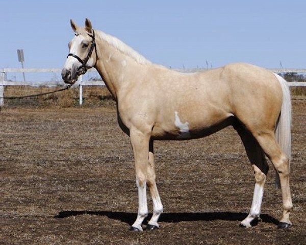 horse Gold Fury xx (Thoroughbred, 2015, from Gold Bold N Rich xx)