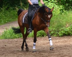 horse Fas Sarafino ox (Arabian thoroughbred, 2011, from Fas Hakim)