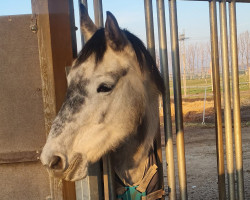 jumper Snow Flake 13 (German Sport Horse, 2016, from Cosido)