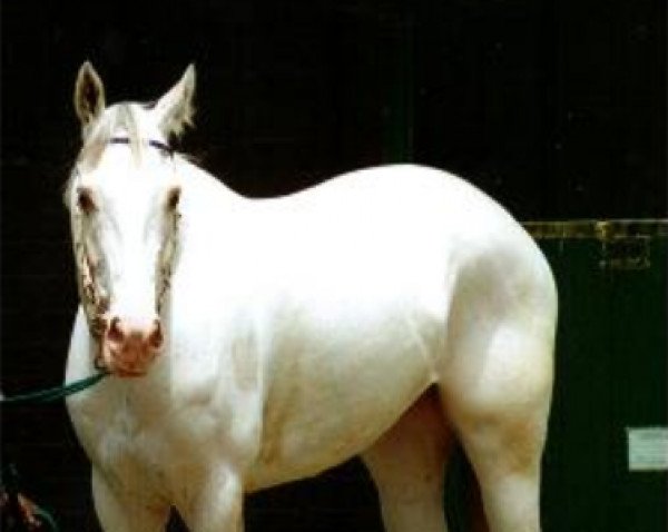 broodmare The Bride xx (Thoroughbred, 1991, from Star Shower xx)