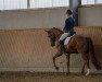 dressage horse Tessa 302 (Oldenburg, 2019, from Tesla)