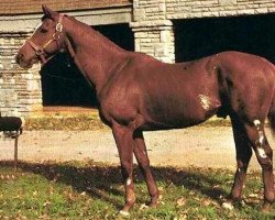 stallion Candy Spots xx (Thoroughbred, 1960, from Nigromante xx)