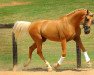 stallion Legacy In Gold xx (Thoroughbred, 1999, from Glitter Please xx)