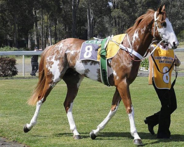 stallion Framed in History xx (Thoroughbred, 2009, from Profile in Style xx)