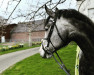 jumper Emilius 4 (Oldenburg show jumper, 2019, from El Amigo)