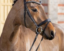 dressage horse Herzenswunsch vom Schönbuch (Trakehner, 2020, from United Affair)