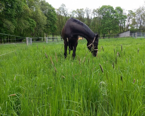 Springpferd Debby 146 (KWPN (Niederländisches Warmblut), 2008, von Silverstar)