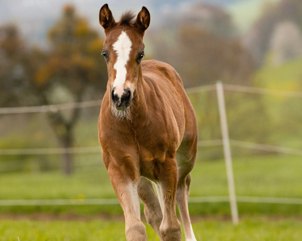 Pferd Dressed For Fourteen Karat (Quarter Horse, 2023)