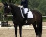 dressage horse Odessa 221 (Polish Warmblood, 2009, from San)