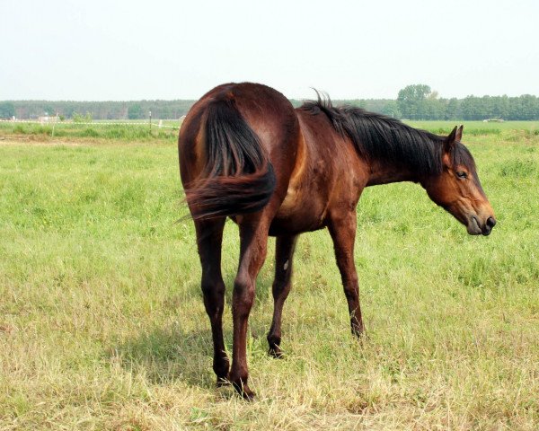 Pferd CC A Snap Chic Holly (Quarter Horse, 2022)