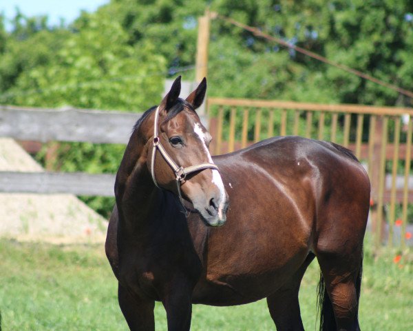 Zuchtstute Carlotta (Westfale, 2003, von Cornet Obolensky)