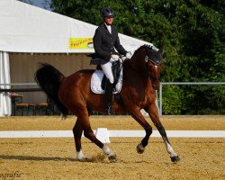 dressage horse Careful 60 (Oldenburg, 2005, from Carinjo)