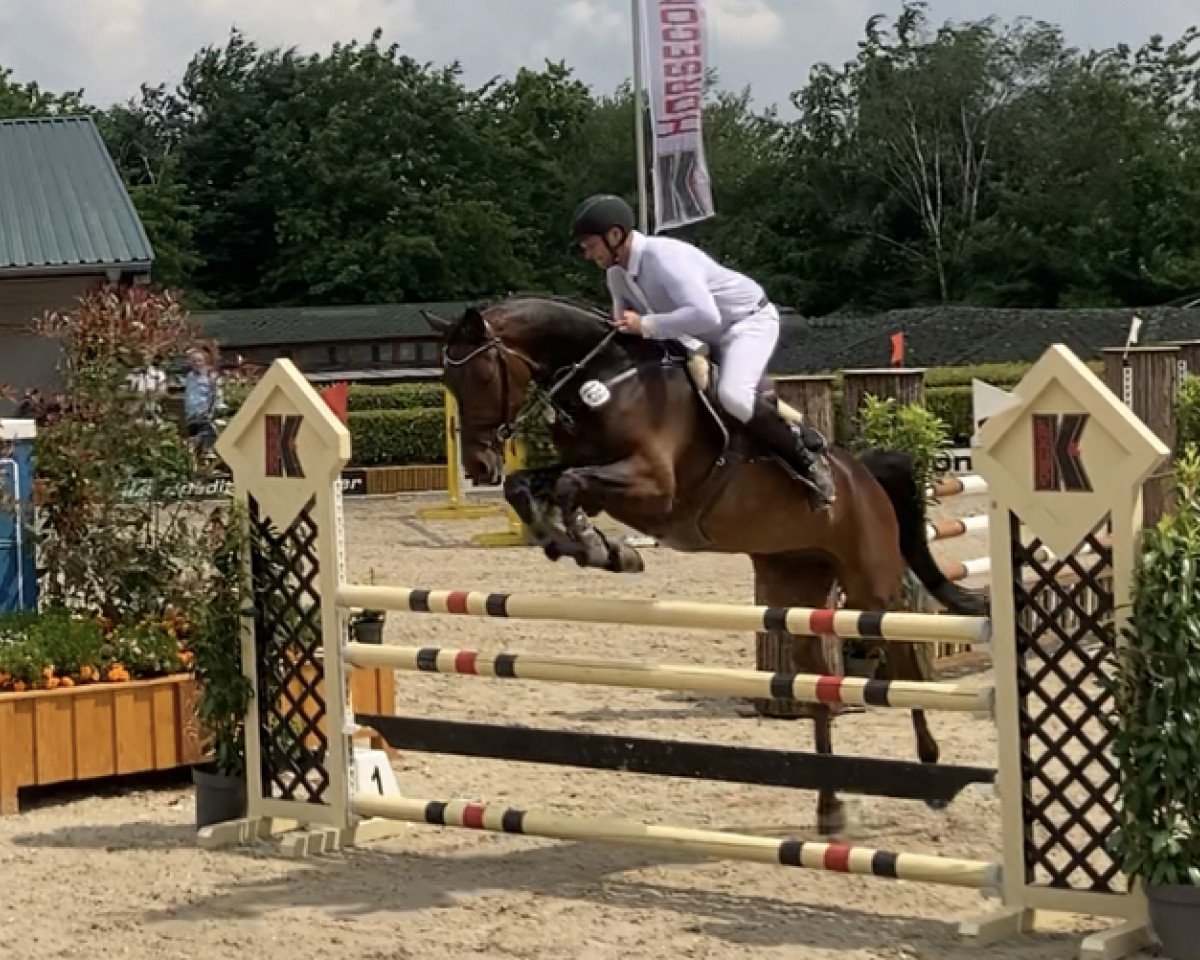 jumper Choco Crossies (Westphalian, 2017, from Congress)