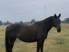 dressage horse Glamourgirl (Oldenburg, 2006, from Desperados FRH)