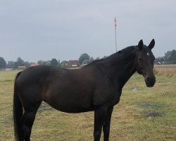 dressage horse Glamourgirl (Oldenburg, 2006, from Desperados FRH)