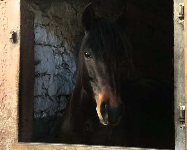 dressage horse Madita 43 (German Riding Pony, 2012, from Popcorn WE)