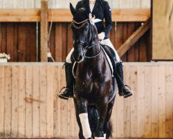 dressage horse Shaolin MH (Oldenburg, 2014, from Sezuan)